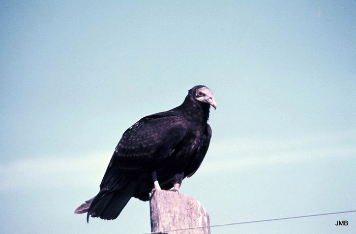 AÑO 1976 - COLOR - VIDA CAMPESINA EN PARAGUAY (JOSÉ MARÍA BLANCH)